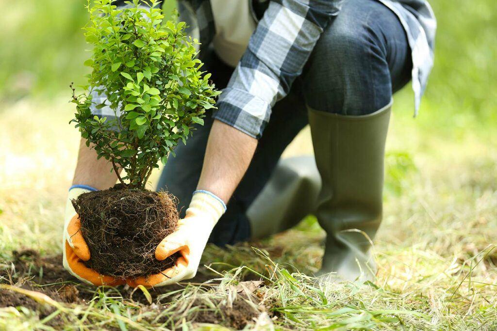Lush Living Spaces: Expert Planting of Trees, Shrubs, Hedges & Vibrant Flower Beds
