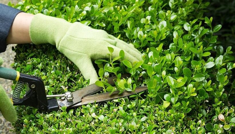 From Paths to Petals: DARI LANDSCAPE's Complete Garden Solutions.